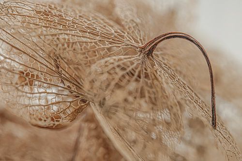 Natuurlijke warme kleuren: Geraamtes van hortensiablaadjes