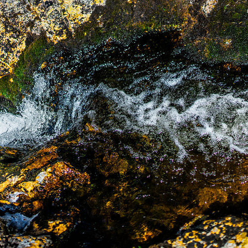 Natur ohne Titel -1-