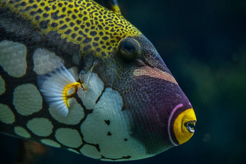 Tropische vis von Ron Meijer Photo-Art