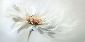 Delicate White no.6