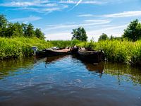 Boten in het riet
