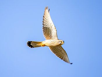 Un faucon crécerelle en vol