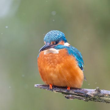 Eisvogel auf einem Ast von Lies Bakker