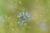 Een blauwe veldbloem in een grasveld