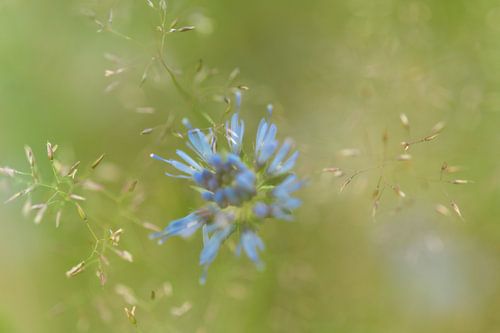 Een blauwe veldbloem in een grasveld