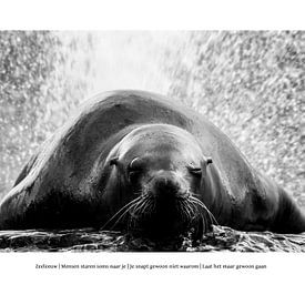 How Autism Looks: Sea Lion by Ivo Ketelaar