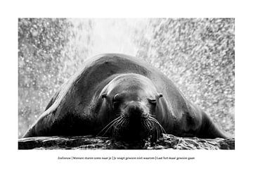How Autism Looks: Sea Lion by Ivo Ketelaar