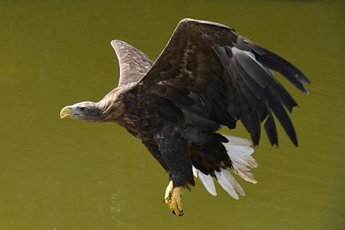 Europese zeearend in vlucht