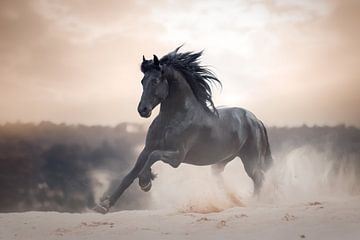 Etalon frison au galop | photographie de cheval sur Laura Dijkslag