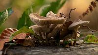 Herbstliches Bild von Masselink Portfolio Miniaturansicht