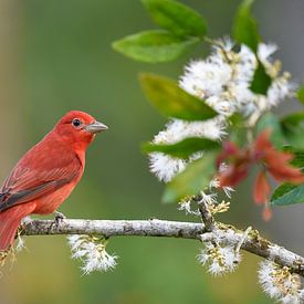 Birds of Costa Rica: portrait of Summer tanager by Rini Kools
