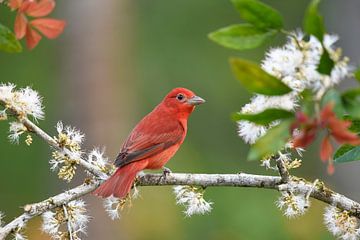 Birds of Costa Rica: portrait of Summer tanager by Rini Kools