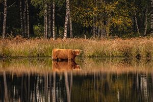 Highlander écossais dans l'eau d'un lac de Drenthe sur KB Design & Photography (Karen Brouwer)