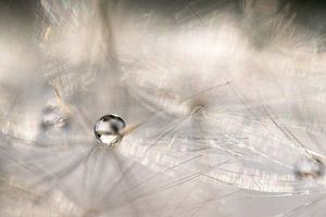 Goutte d'eau sur un pissenlit