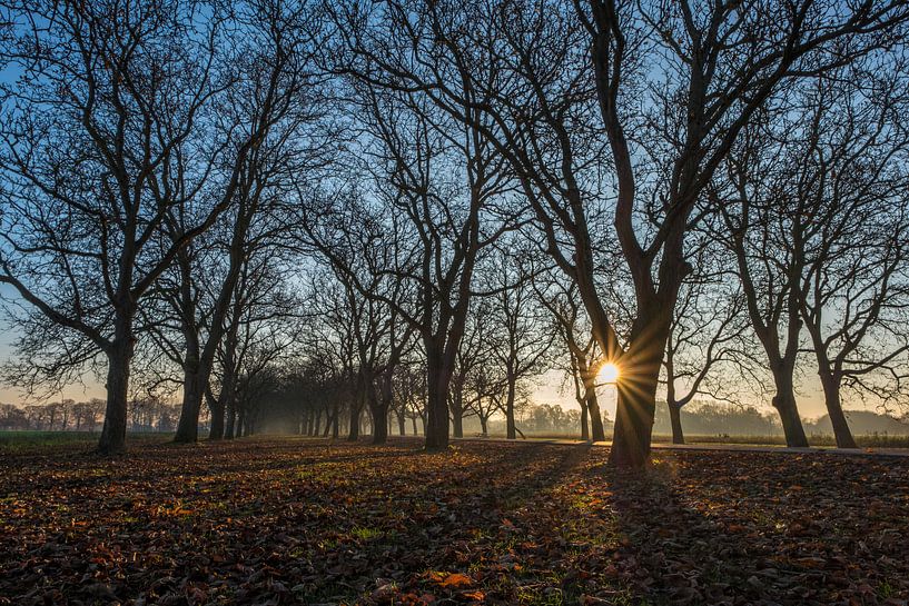 Notenlaan Marienwaerdt by Moetwil en van Dijk - Fotografie