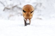 Rode vos in de sneeuw van Menno Schaefer thumbnail