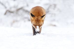 Rotfuchs im Schnee