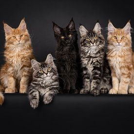 Maine Coon Kätzchen auf schwarzem Hintergrund von Nynke van Holten
