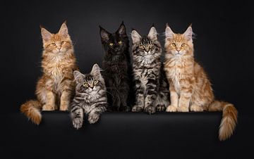 Maine Coon kittens on a black background by Nynke van Holten