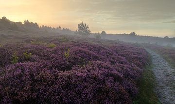 Heide in de Schoorlse duinen met mist #3 van peterheinspictures