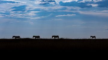 Zebra's on the raod by Jack's Eye