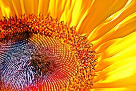 een zonnebloem in de zon van Werner Lehmann