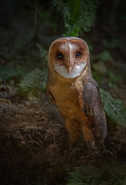 Barn owl by Lisette van Peenen