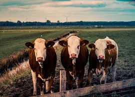 Curious cows by Alette Jager