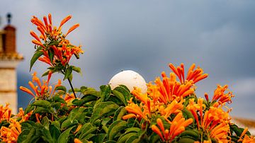 Orange above in Mijas, Andalusia by Mark Litjens Art