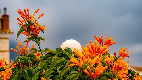 Orange oben in Mijas, Andalusien