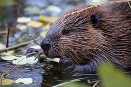 Canadian beaver (Castor canadensis) Alaska USA