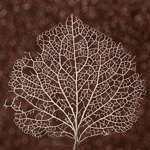 La structure dans la nature : la structure des nervures d'une feuille d'hortensia