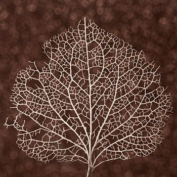 Struktur in der Natur: Die Aderstruktur eines Hortensienblattes