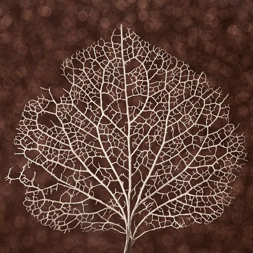 Structuur in de natuur: De nervenstructuur van een hortensiablaadje