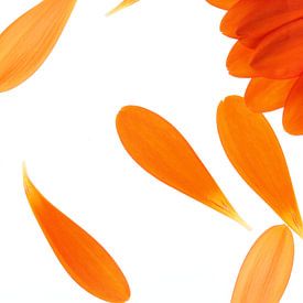 Oranje gerbera's (1) van André Blom Fotografie Utrecht