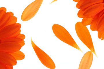 Orangene Gerbera's (1)