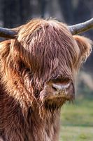 Scottish highlander