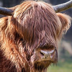 Schotse hooglander van Tiny Dekker