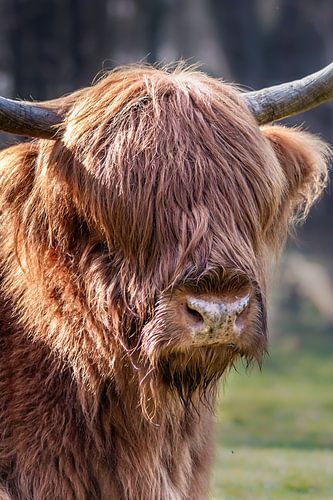 Scottish highlander
