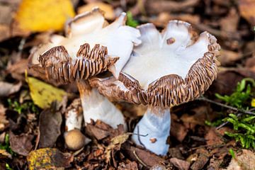 Paddenstoel in het bos van Dennis Venema