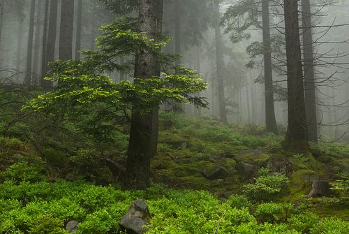 Mystiek betoverd bos