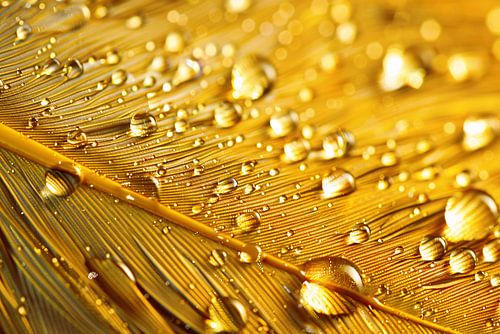 Uitgebreide titel met minimaal vier woorden