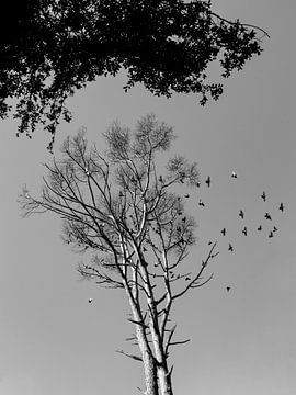 The Doves are Gathering, Peace Will Come