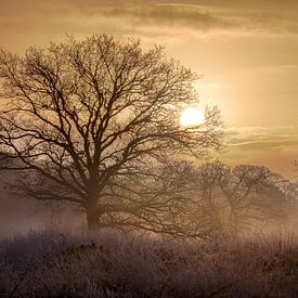 Ein Wintersonnenaufgang auf der Heide mit Nebel von Wesley Flaman