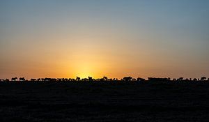 African Morning von Anne Böhle