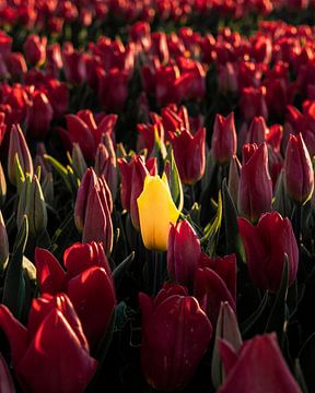Tulipe spéciale sur Marcel Kool