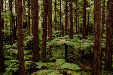 Redwood Forest, New Zealand van Nynke Altenburg
