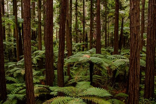 Redwood Forest, New Zealand