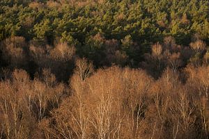Forest from a birds eye view sur Elroy Spelbos Fotografie