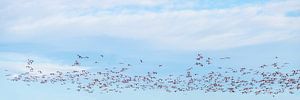 Ein Flug von Flamingo's